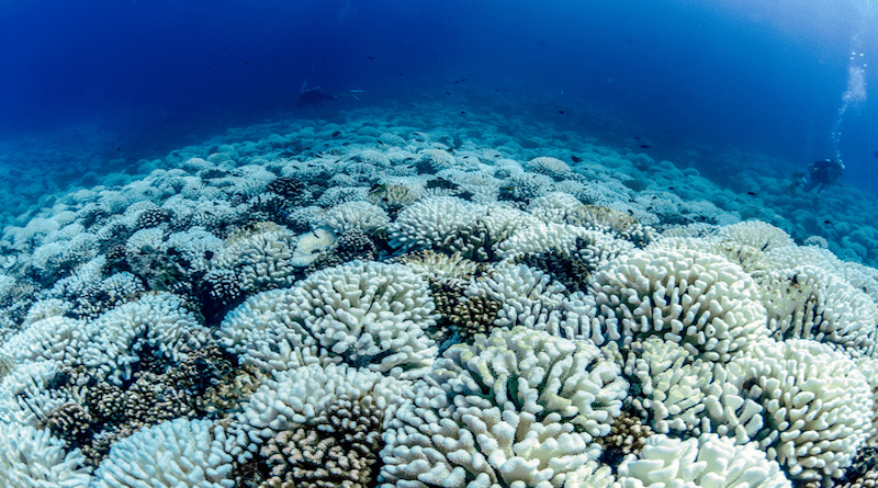 Extensive coral bleaching occurred across depths on the north shore of Moorea during the 2019 marine heatwave CREDIT: Peter J. Edmunds