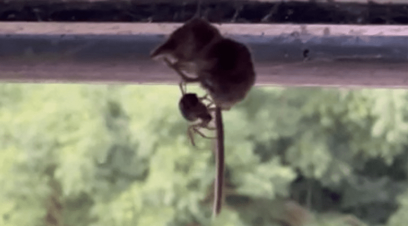 The Pygmy shrew entangled in a False Widow Spider’s web. CREDIT: Dawn Sturgess