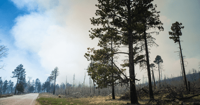 How a fire burns and whether the vegetation survives or dies depend on how the live fuels — plants — use water and carbon. New research creates a framework for bringing those dynamics into wildland-fire models to more accurately predict the behavior of wildfire and prescribed-burns and their resulting effects. CREDIT: Los Alamos National Laboratory