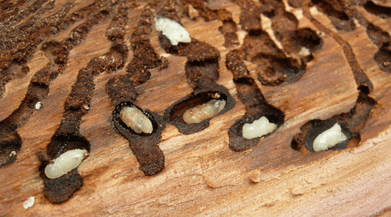 Pupae of the European spruce bark beetle (Ips typographus) in the bark of a Norway spruce tree (Picea abies) recently killed by bark beetle attack. CREDIT Dineshkumar Kandasamy (CC BY 4.0, https://creativecommons.org/licenses/by/4.0/)