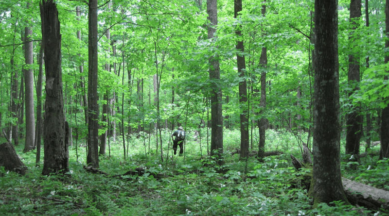 Phillip Jones, postdoctoral researcher in Penn State’s Department of Ecosystems Science and Management, who spearheaded the research, stands in one of the gaps in which trees were removed to allow light to reach the forest floor, created in the study area by the Wisconsin Department of Natural Resources Division of Forestry. CREDIT: Phillip Jones/Penn State