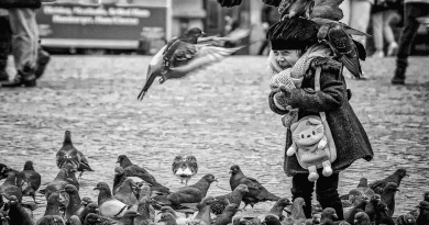 Amsterdam Dam Square Child Pigeons