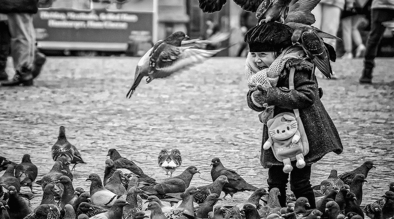 Amsterdam Dam Square Child Pigeons