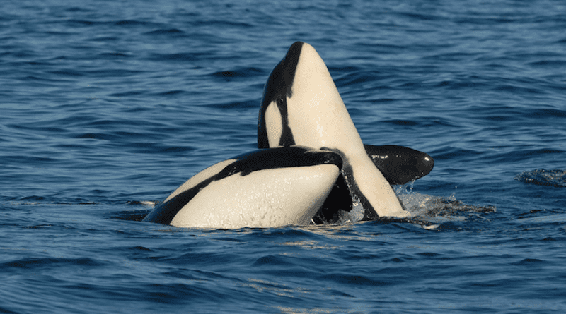 Southern resident killer whales CREDIT: Center for Whale Research (permit number: NMFS 21238)
