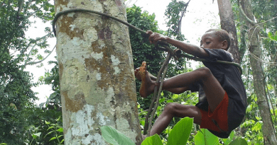 A BaYaka boy climbs a tree to forage for food CREDIT: Karline Janmaat