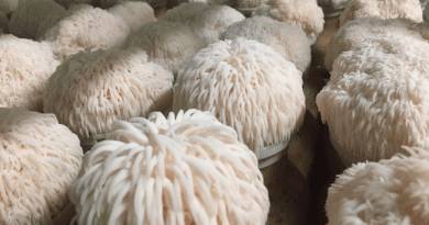 Researchers found lion's mane mushroom improved brain cell growth and memory in pre-clinical trials. Image, UQ