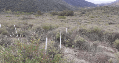 Southern California dryland soil sampled for nitrogen deposition study. CREDIT: Johann Püspök/UCR