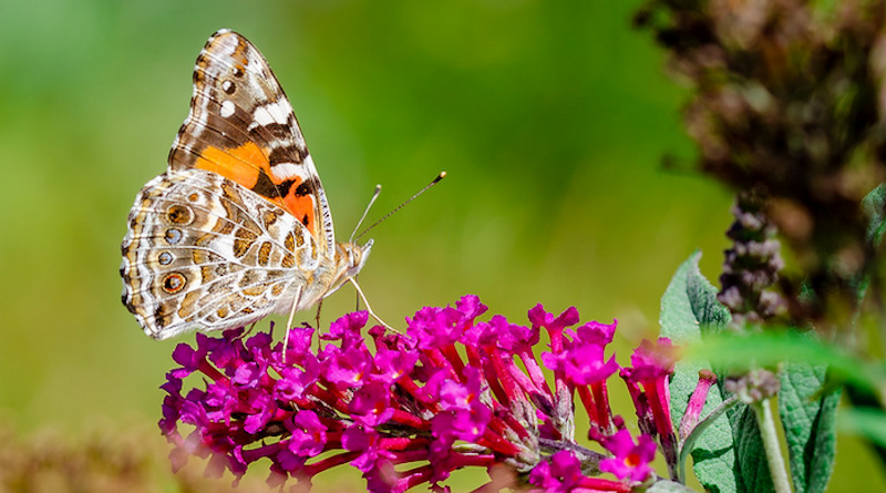 This is a photograph of an Australian painted lady butterfly (Vanessa kershawi). CREDIT: Shawan Chowdhury