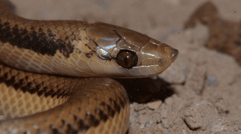 A Banded pampas snake, Phimophis vittatus. It has fossorial habits, as evidenced by its reduced eyes and modified rostral scale (snout), which is shaped like an upturned spade and adapted for burrowing CREDIT: Diego J. Santana