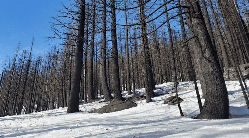 Snow under burned trees from the Caldor fire. The new study shows that snow melted more rapidly during midwinter drought conditions within the footprints of wildfires. CREDIT: Anne Heggli, DRI