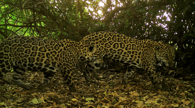 Two jaguars, caught with a camera trap survey, walk through the Brazilian Amazon rainforest. CREDIT: Daniel Rocha/UC Davis