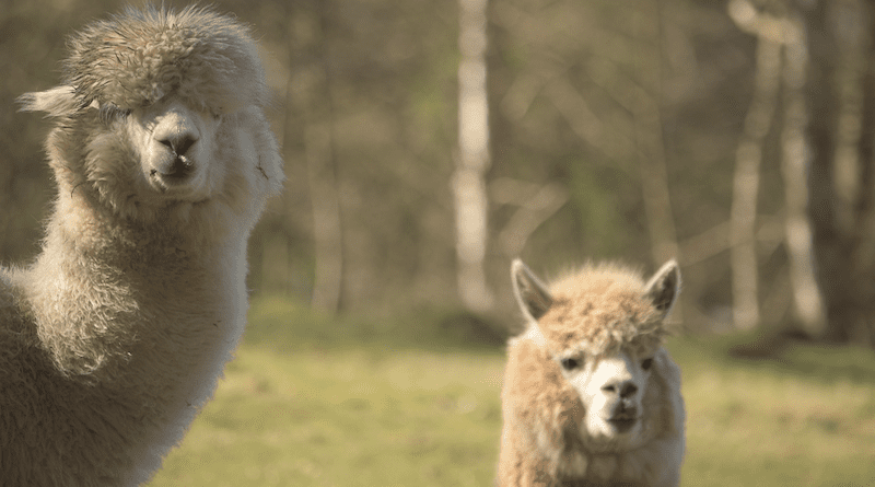 Alpaca Lama Mammal Animal Farm Yard Rural Summer