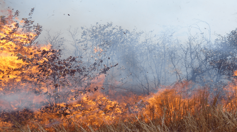 A typical fire in South Africa's Kruger National Park showing how both the grasses and shrubs burn. CREDIT: Brian van Wilgen