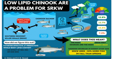 Low lipid Chinook are a problem for SRKW CREDIT: Infographic © Ayodele Oloko and Benia Nowak
