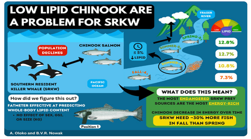 Low lipid Chinook are a problem for SRKW CREDIT: Infographic © Ayodele Oloko and Benia Nowak