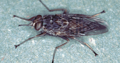 Tsetse fly. Photo Credit: Alan R Walker, Wikipedia Commons