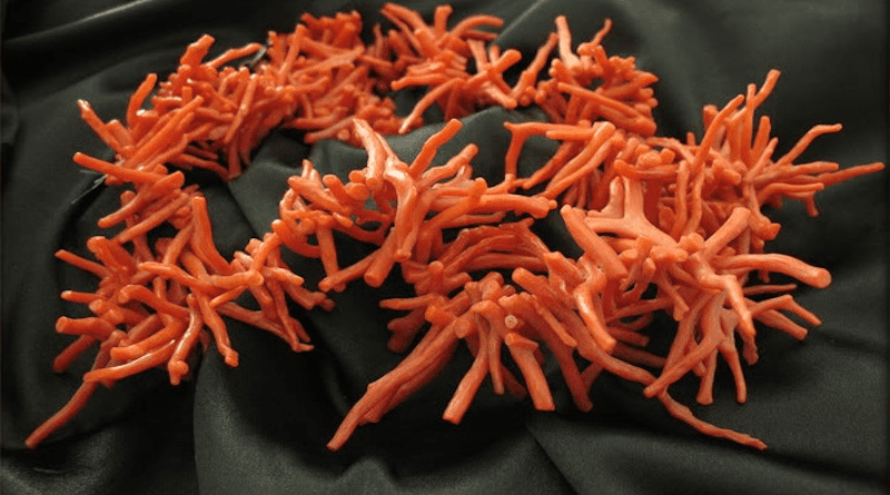 A red coral-colored Algerian coral. Photo Credit: Lastal, Wikipedia Commons