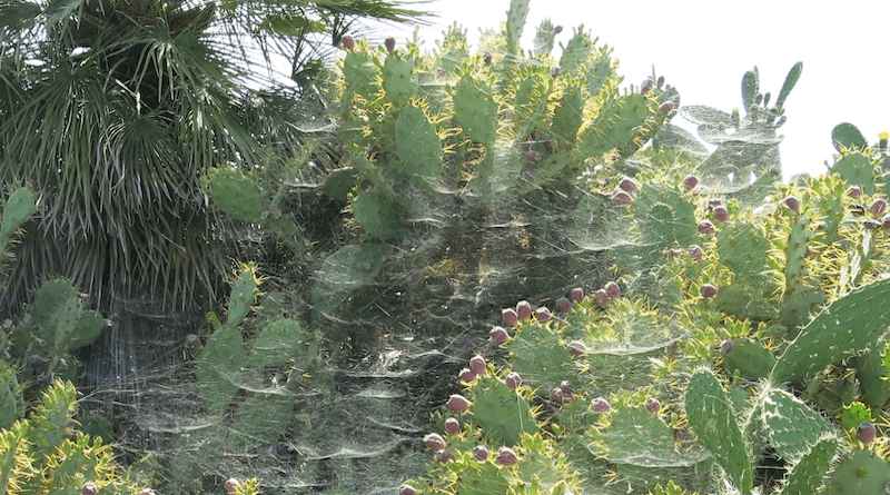 The image shows a web of the group-living spider Cyrtophora citricola. Credit Lena Grinsted