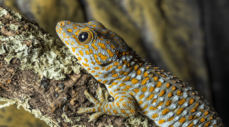 Objects of the study of the researchers of the University of Bern were Tokay geckos (Gekko gecko). CREDIT: © Francesca Angiolani