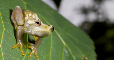 An international team of researchers discovered a new species of spiny-throated reed frog while conducting an amphibian survey in Tanzania's Ukaguru Mountains. CREDIT: Christoph Liedtke