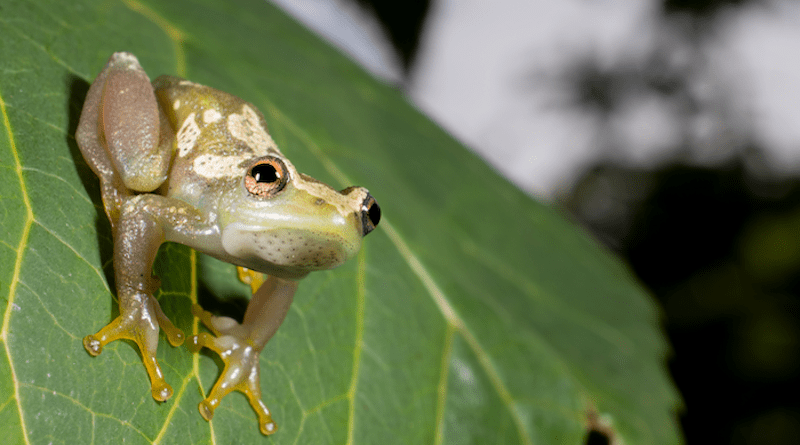 An international team of researchers discovered a new species of spiny-throated reed frog while conducting an amphibian survey in Tanzania's Ukaguru Mountains. CREDIT: Christoph Liedtke