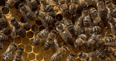 Beehive Bee Honeycomb Beeswax Honey