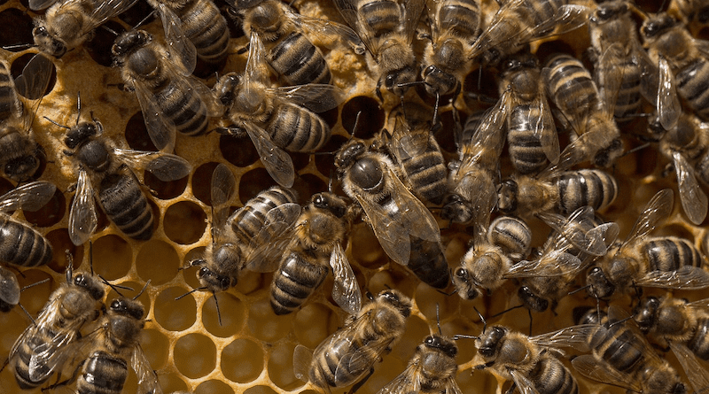 Beehive Bee Honeycomb Beeswax Honey