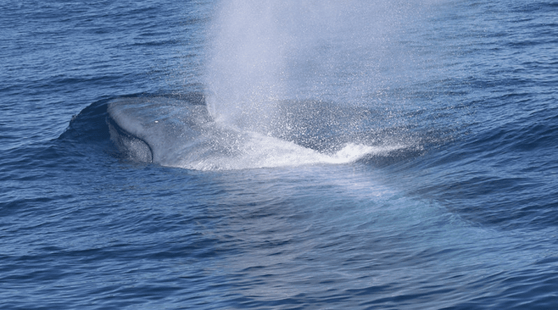 A New Zealand blue whale surfaces in the South Taranaki Bight. CREDIT: Dawn Barlow, Marine Mammal Institute, Oregon State University