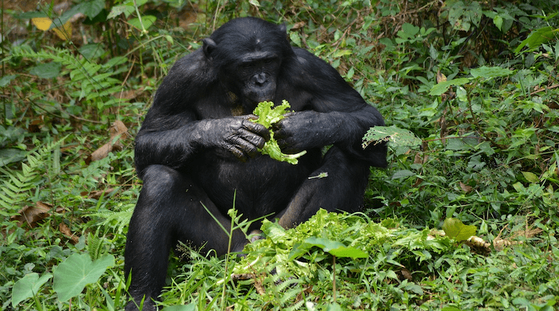 Bonobo Primate Ape Lola Ya Bonobo Congo Kinshasa