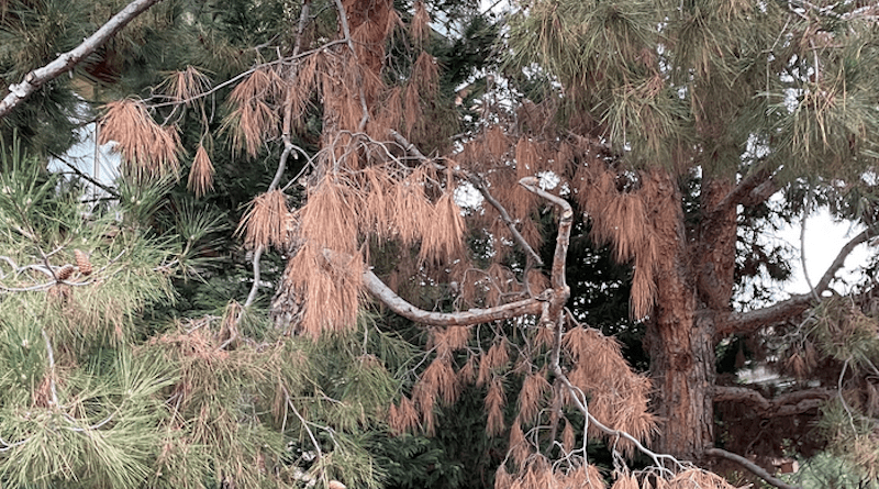 This tree is infected with the fungal pathogen that causes Pine Ghost Canker, which can be fatal for trees. CREDIT: Akif Eskalen, UC Davis