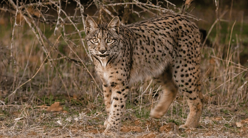 The extinction of the Iberian lynx (Lynx pardinus) was prevented thanks to conservation measures that included genetic information – this is one of the examples of successful cooperation in species conservation given by the authors of the article. Photo: Diego Delso, delso.photo, licence CC-BY-SA