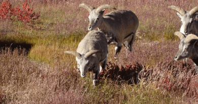 A new study says that native herbivores in Himachal Pradesh such as bharal (blue sheep) are healthier for soil carbon than livestock. Copyright: Dibendu Nandi. (CC BY-SA 4.0). This image has been cropped.