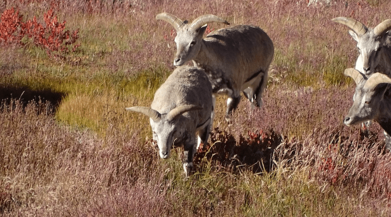 A new study says that native herbivores in Himachal Pradesh such as bharal (blue sheep) are healthier for soil carbon than livestock. Copyright: Dibendu Nandi. (CC BY-SA 4.0). This image has been cropped.