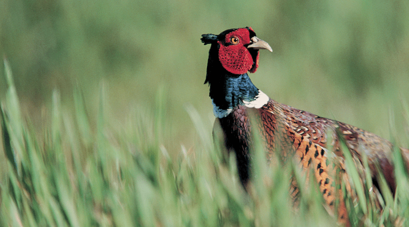 Pheasant CREDIT: Andy Hay, RSPB
