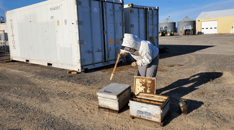A WSU beekeeping scientist prepares a queen bee bank near the refrigerators where the banks were stored. CREDIT: Courtesy Brandon Hopkins, Washington State University