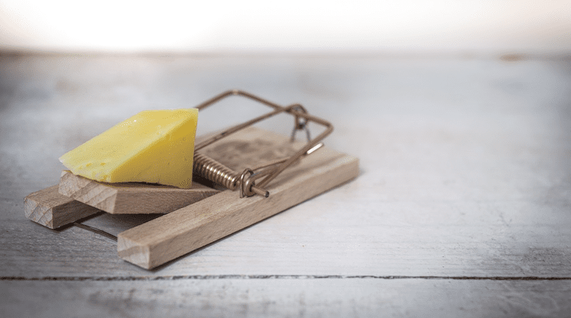 cheese mouse trap mousetrap mice