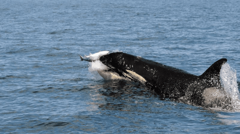 A southern resident orca preying on salmon in the Salish Sea near Seattle. CREDIT: Su Kim/NOAA Fisheries