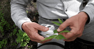 Measurement of chlorophyll in leaves using a chlorophyll measurement device called a SPAD. The measurement is done using light, leaving the leaf undamaged. CREDIT: Jenny Klingberg