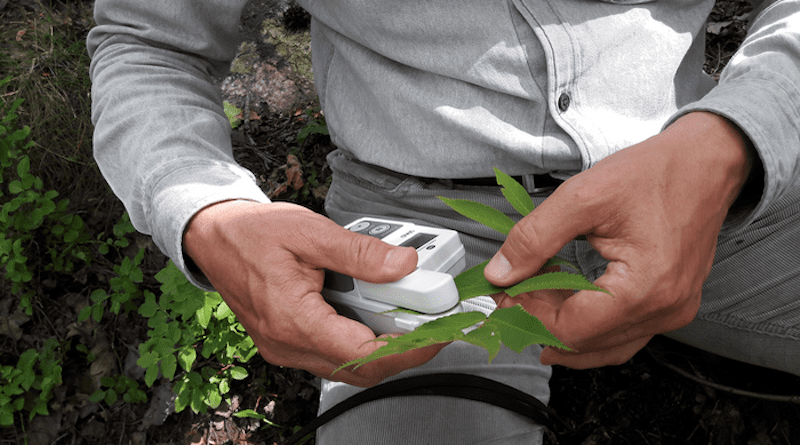 Measurement of chlorophyll in leaves using a chlorophyll measurement device called a SPAD. The measurement is done using light, leaving the leaf undamaged. CREDIT: Jenny Klingberg