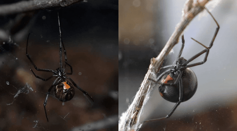 Black widow spiders have earned a fearsome reputation for their venomous bite. But in parts of the southern United States these spiders have much to fear themselves—from spider relatives who really don't like their company. In the past couple decades, researchers have noticed black widow spiders (adult female shown at right) commonly being displaced by the brown widow (adult female at left), a fellow species in the same genus, Latrodectus. But new research suggests this isn't a just simple case of one species winning the competition for food or habitat. Instead, a study shows brown widow spiders have a striking propensity to seek out and kill nearby black widows. (Note: Images are not shown to matching scale and thus do not reflect relative sizes of the two spiders.) CREDIT