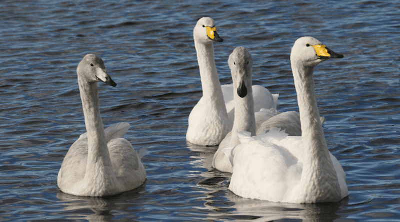 A family of whooper swans CREDIT: WWT