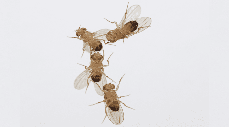 Courting chain of four male Drosophila flies. Male flies exhibited unusual courting behavior towards other males that had been exposed to increased ozone levels as they are nowadays often found in cities in the summer. CREDIT: Benjamin Fabian, Max Planck Institute for Chemical Ecology