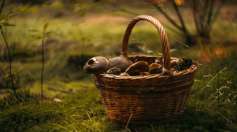Mushroom Basket Mushrooms Forest Autumn