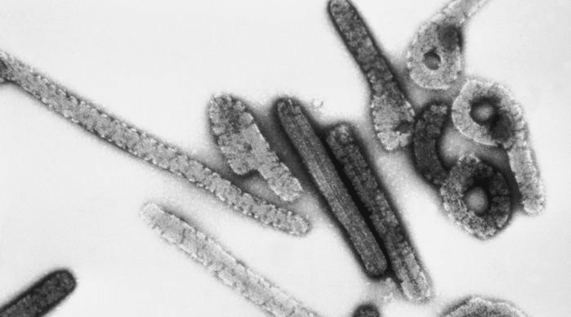 Transmission electron micrograph of Marburg virus disease. Photo Credit: CDC/ Dr. Erskine Palmer, Russell Regnery, Ph.D., Wikipedia Commons