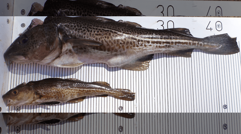 Two mature male Baltic cod of different body size. Growth rate, size and age at maturity have declined in several cod stocks owing to intense fishing in the past. CREDIT: Jan Dierking, GEOMAR Helmholtz Centre for Ocean Research Kiel