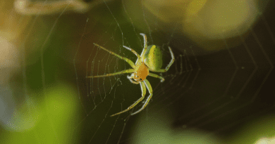 A ‘cucumber green spider’ CREDIT: Dr Marion Chatelain