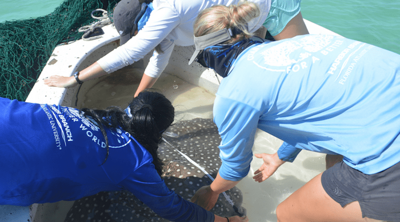 Researchers measure a whitespotted eagle ray CREDIT: FAU Harbor Branch Oceanographic Institute