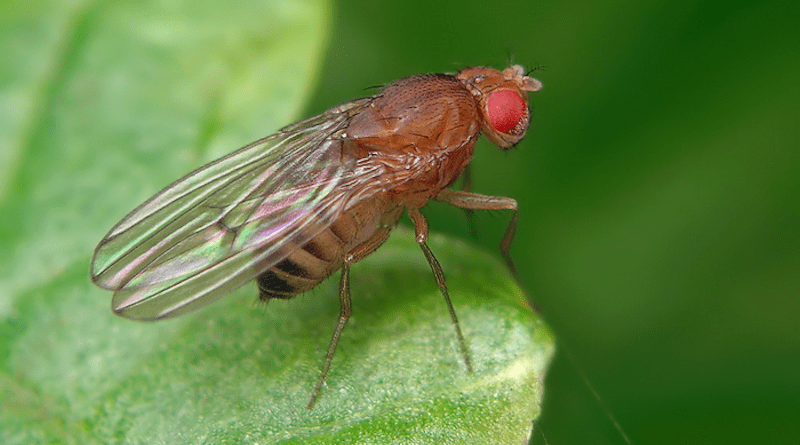 The fruit fly Drosophila melanogaster CREDIT: Ryszard (CC BY-NC 2.0)