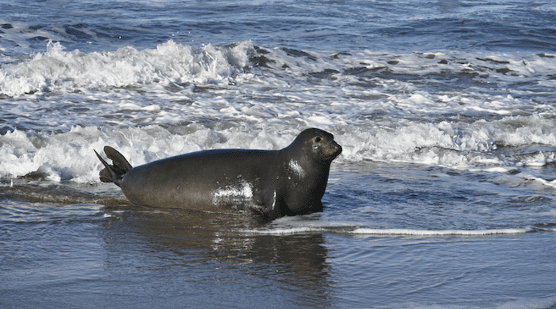 A pregnant female elephant seal arrives on the beach at Año Nuevo Reserve to give birth after seven months at sea. The reproductive success of female elephant seals depends on their ability to find prey and put on weight during their months-long foraging migrations. CREDIT: Photo by Dan Costa