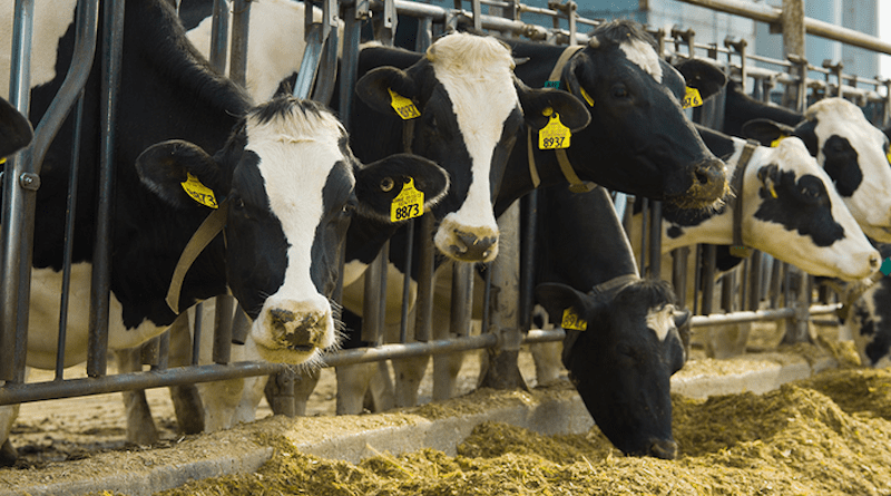 The dairy industry has collected herd data from producers for more than 100 years, informing breeding and genetics research. CREDIT: College of ACES